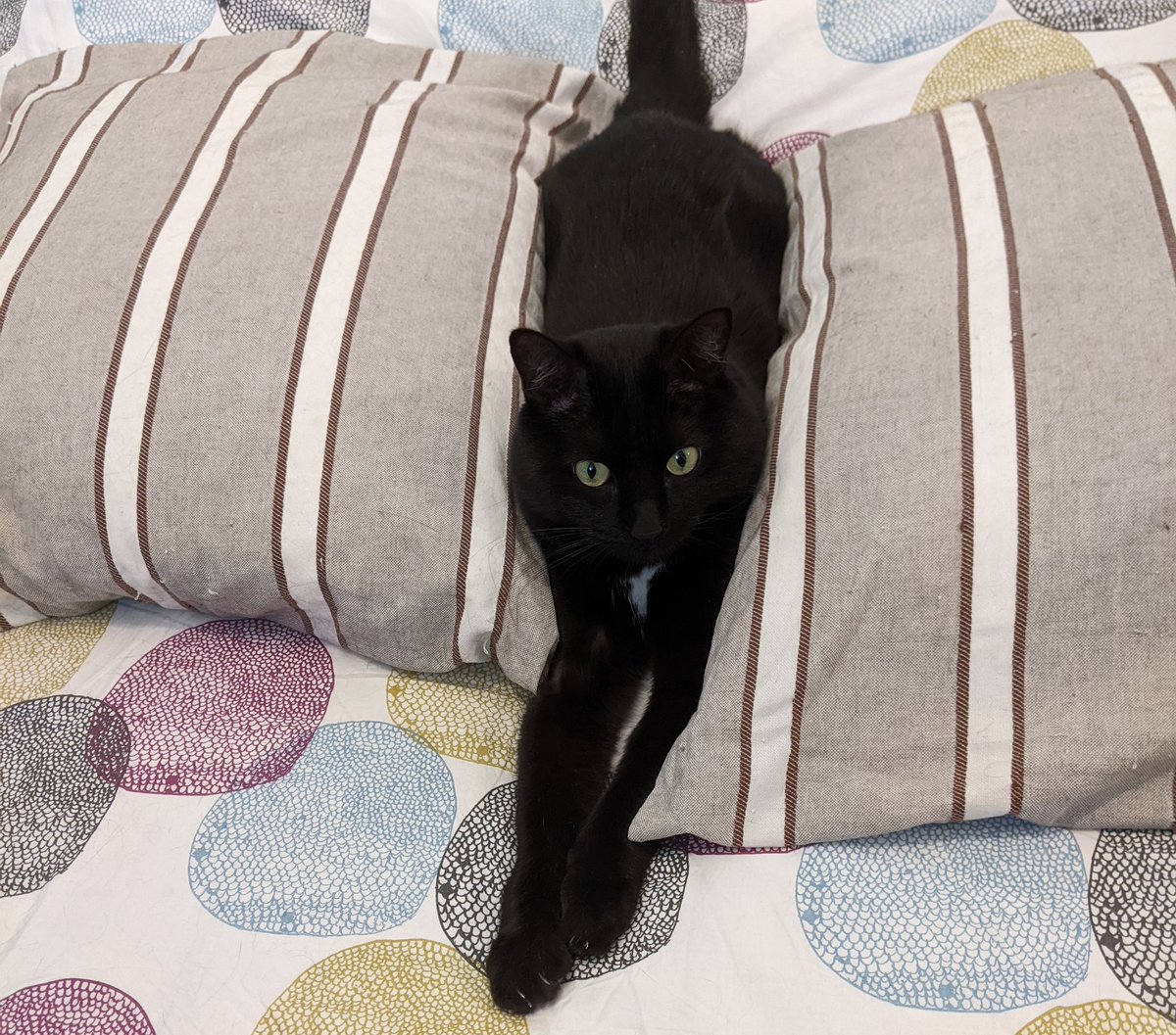 zeubeubeu's tweet photo. Mon camouflage de rayure est parfait, mon humain ne me retrouvera pas cette fois. #piticha #plusbouger https://t.co/CfwCRz8nyJ