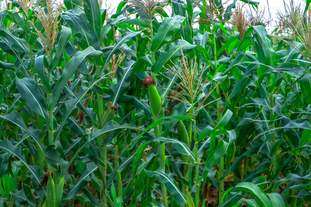 YahyeAbdullah14's tweet photo. Local seed Improvment project (Maize)
Our target
#Highyeild
#Betterquality
#Needlesswater
#Resistancetopestanddisease
#ZamzamUniversityofScienceandTechnology https://t.co/gD9XRwNVPN