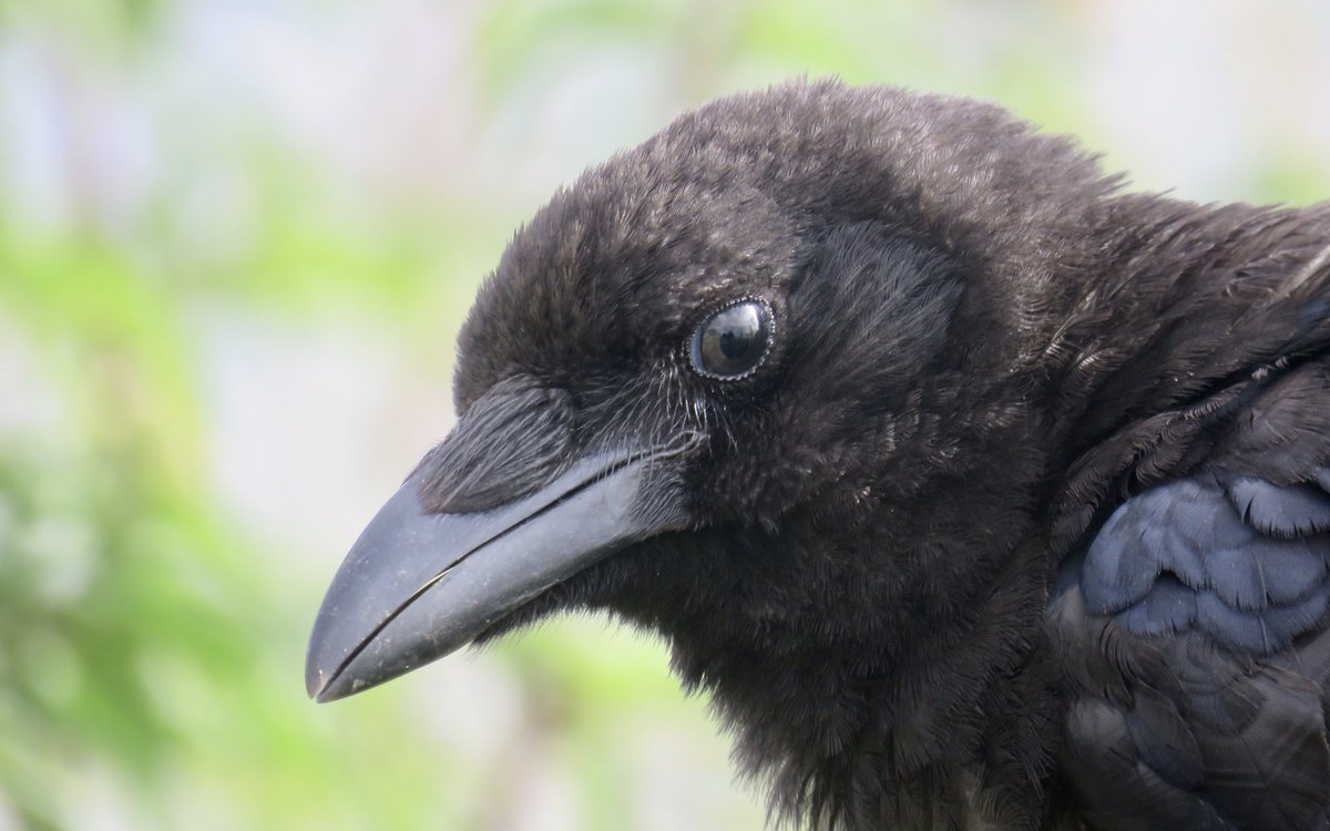 Crow Diary tweet media
