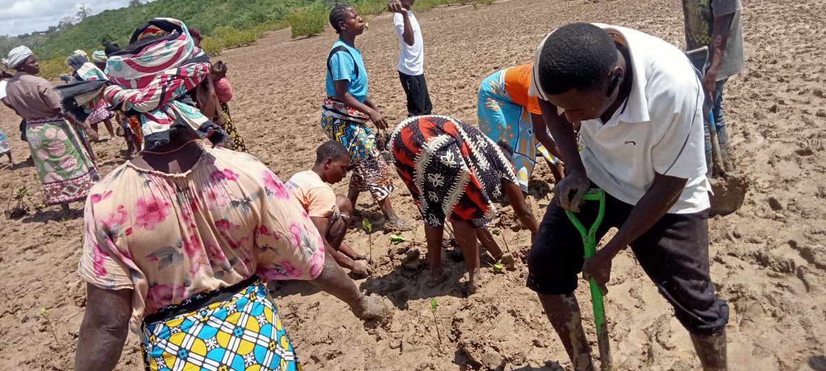 BandaRoberts's tweet image. Mangroves are important ecosystems that play a crucial role in protecting coastlines from eroding shorelines and safeguarding marine biodiversity. It is essential to work with the community protect these ecosystems @PACJA1 @kenya_climate @KPCG003 #MangroveRestoration