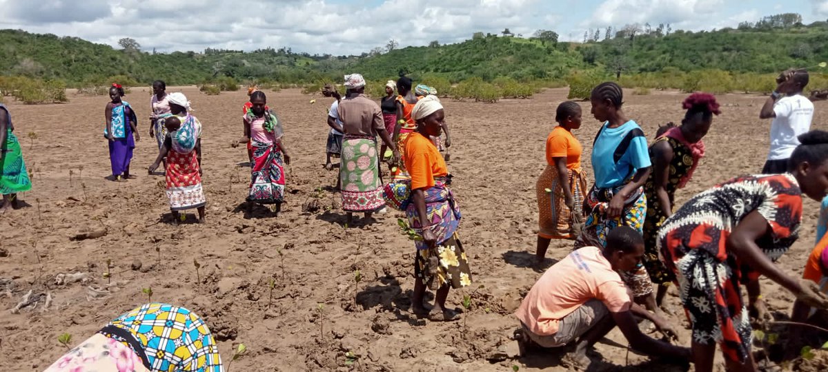 BandaRoberts's tweet image. Mangroves are important ecosystems that play a crucial role in protecting coastlines from eroding shorelines and safeguarding marine biodiversity. It is essential to work with the community protect these ecosystems @PACJA1 @kenya_climate @KPCG003 #MangroveRestoration