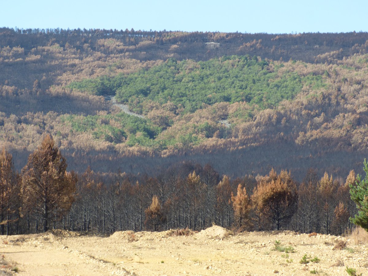 Pinos (quemados) VS robles (aguantaron más). 
¿Seguimos plantando pinos, abriendo cortafuegos y desarrollando políticas forestales obsoletas en un escenario de Cambio Climático?