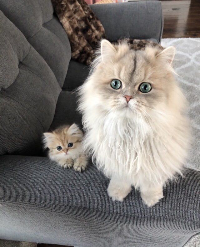 Daily Cat Dose (@shouldhaveacatt) on Twitter photo 