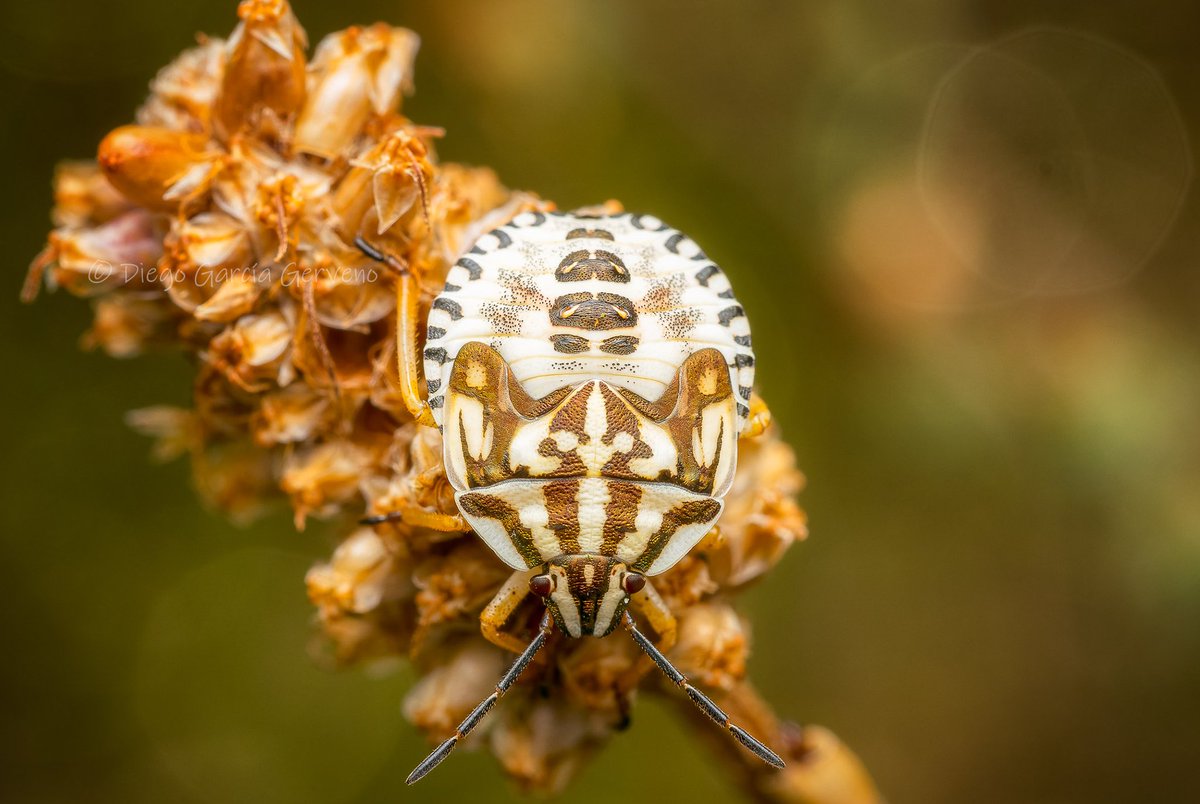 dgerveno's tweet photo. Ninfa de último estadio de Carpocoris mediterraneus.
#insect #insecta #hemiptera #pentatomidae #carpocorismediterraneus #chinche #bug #redshieldbug #shieldbug #macro #macrophoto #macrophotography #closeup #nature #naturephotography #naturaleza #entomologia https://t.co/L6gOLbLnsF