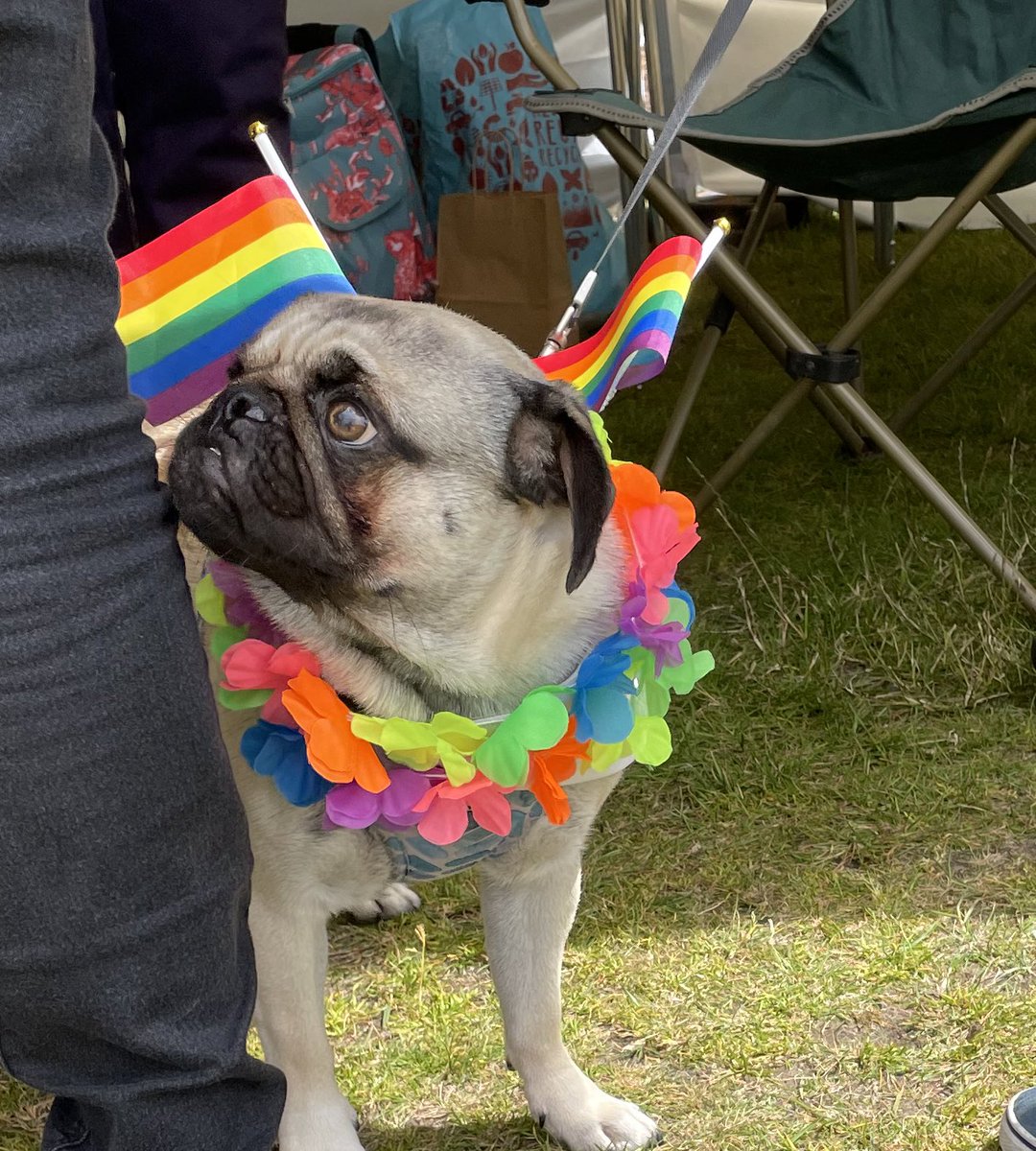 OwenPM1990's tweet photo. Who doesn’t love a pride pug? 🏳️🌈🏳️⚧️🐶 #pug #puglovers #Pride2022 #pride #pridepug https://t.co/B2hnLZGN8h