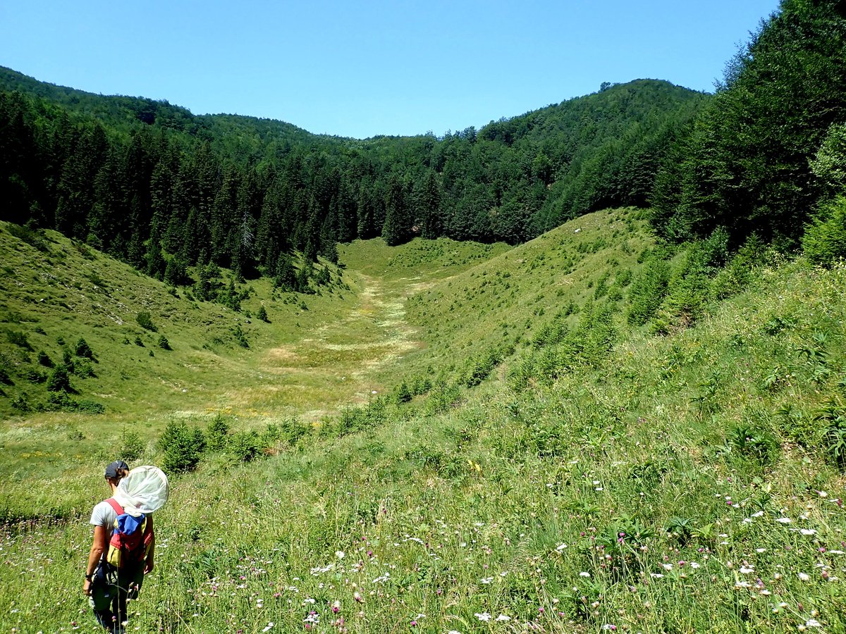 Field work favorite: finding hidden meadows. No path leads to this one. And pollinators were buzzing in a different, long forgoten dialect.

#NPRisnjak #mountainpollinators