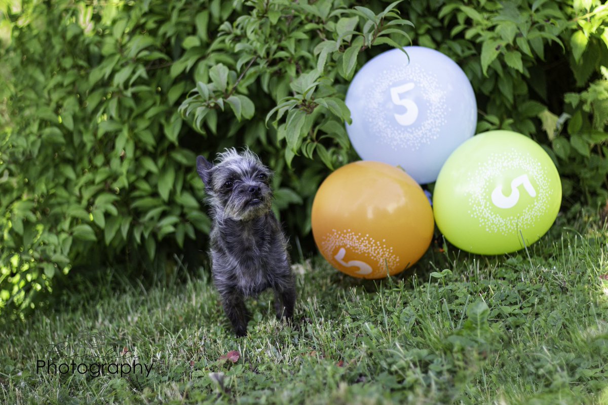 Happy Birthday to my boy 💕🎂 #birthdayboy #photography #dogoftwitter