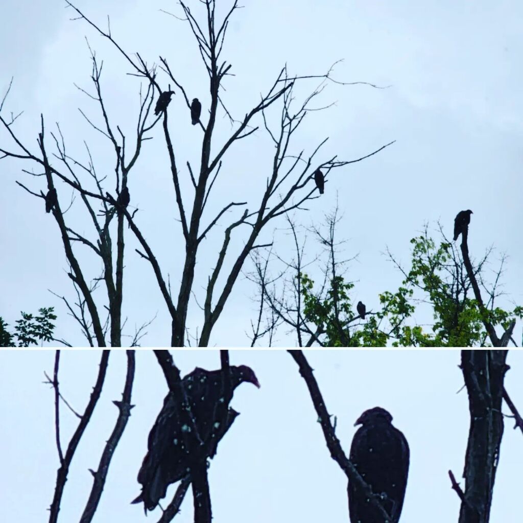 Laura_VAB's tweet photo. Look, guys, I know I'm slow, but it's still disheartening when the vultures gather above my usual workout trail.
#intraining #forwardisapace #runnersofinstagram #walknotrun https://t.co/IsgewrKEyW https://t.co/EIMBUq3asm