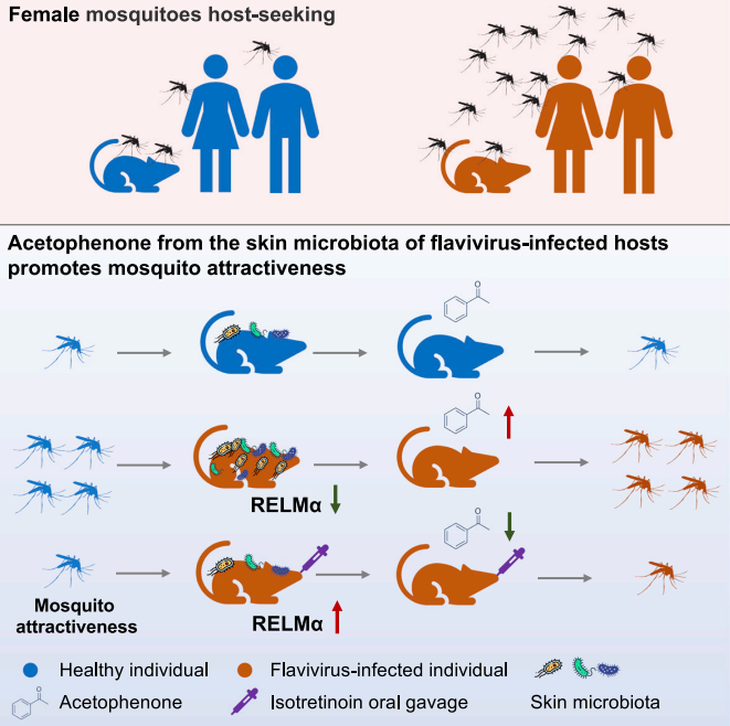 Vaccinologist's tweet photo. 🦟🦟Flaviviruses i.e. #dengue & #Zika modulate host skin bacterial communities to increase acetophenone-producing #bacteria. #Acetophenone, a #mosquito attractant, makes dengue- & Zika-infected humans & mice more attractive to #mosquitoes https://t.co/NFu62H3fuJ https://t.co/dliFJ6UC8S