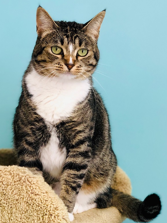 🙏🏽PLZ SHARE 💓BEAUTIFUL, SHY 5-6YO BROWN #TABBY & WHITE KITTY 'TWINKLE'💓 🔔NEEDS A PATIENT, CAT SAVVY🏡#FUREVERHOME🏡 ➡4 INFO sbacc.org/advert/twinkle/ 🙏🏽#ADOPT #AdoptDontShop #AdoptMe #SEALBEACH, #CA #ORANGE CO #SOCAL #CatsOfTwitter ✅CATS @SealBeachAnimal #RehomeHour #US #CAT