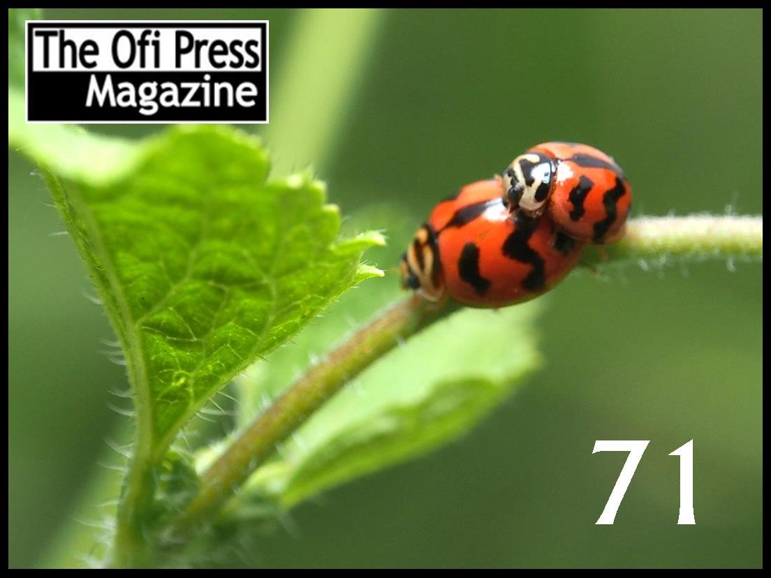 JLittleMexico's tweet photo. New Ofi Press N. 71 now online! https://t.co/Jtd690gDPt https://t.co/0Z9R1maNXL
