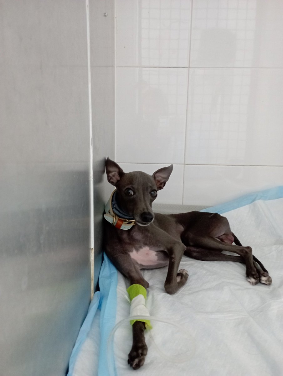 Día de hospitalización. Ellos a veces necesitan reponer los electrolitos.por ciertas patologías.♥️♥️♥️