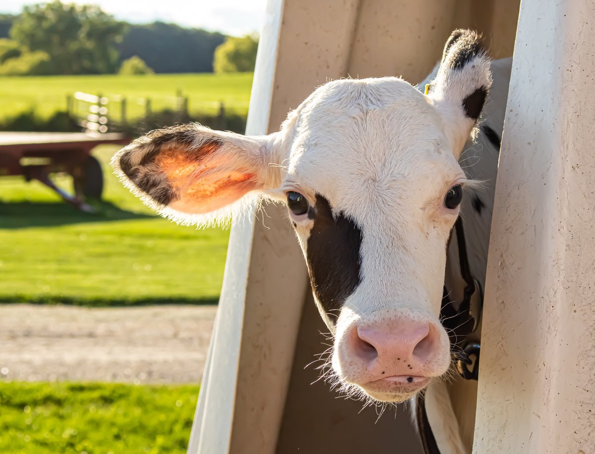CCSAW_UofG's tweet photo. 🗣️ New paper in @jdairyscience from Core Faculty Dr. @cbwinder, Alumna Dr. @CassieReedman, &amp; collaborators: 

"Effect of plane of nutrition and analgesic drug treatment on wound healing and pain following cautery disbudding in preweaning dairy calves" 🐄

https://t.co/uPugxHj6Kd https://t.co/bpSmOcFEJc