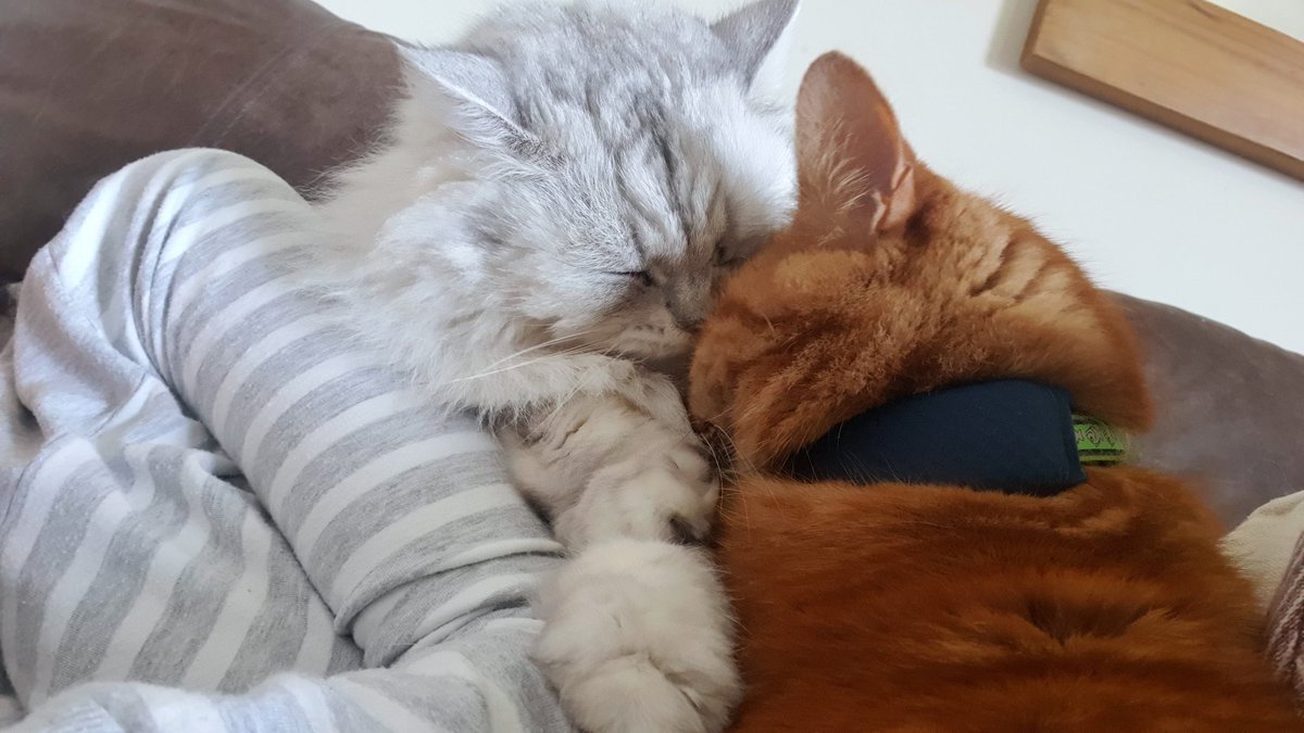 DibbyH's tweet photo. So, after Willow's Big Adventure (and my 36hr panic), I've fitted both cats with trackers today......but I don't think I'm going to need the app to tell me where they are this evening 🤣

#tractive #cattracker #CatsOfTwitter #cats @Tractive https://t.co/eixxkzxdIY