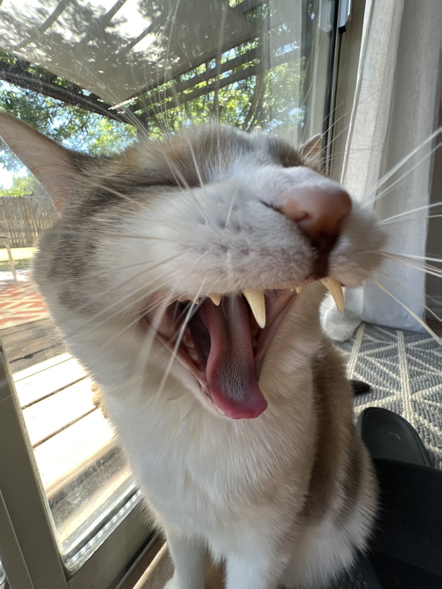 fatfatpankocat's tweet photo. AAAA https://t.co/DyiFjRtp0N