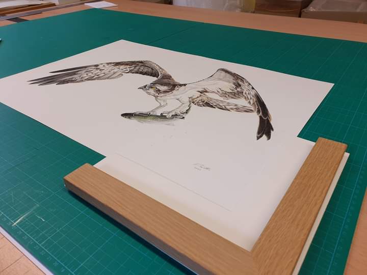 RutOspreyImages's tweet photo. @Davidjsalter @tamz2105 So lucky to have the original hanging in my living room, @Davidjsalter is such a talented artist #osprey #artist https://t.co/A3PuripwYv