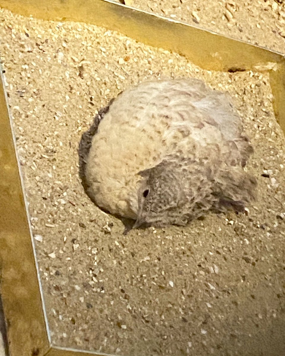 Pepper dust bathing just looks like she had a bit of a fall! 🧡 #bird #birds #birdlover #quail #birdphotography #birdwatching