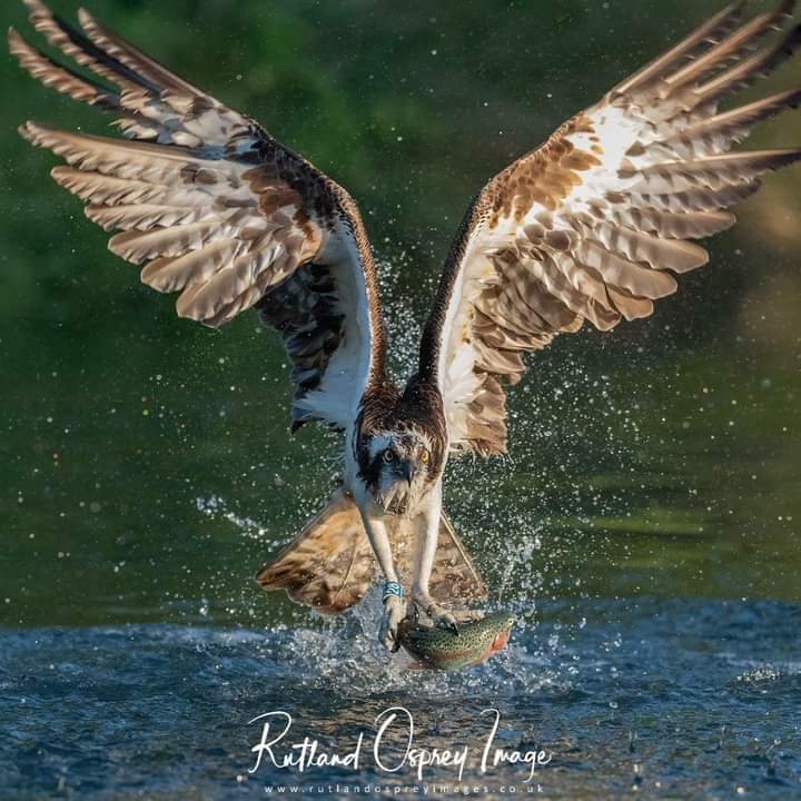RutOspreyImages's tweet photo. @Davidjsalter @tamz2105 The joy was all mine mate, I still hope one day you'll do my favourite https://t.co/9kNu5cuxFW