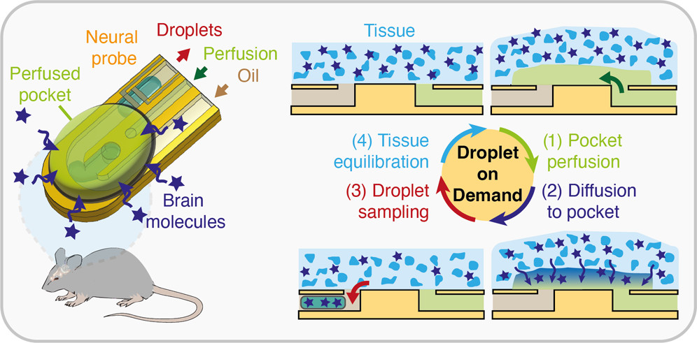 joanteixidor10's tweet photo. The paper reporting an important piece of my PhD was just assigned its journal volume at Anal. Chem. 😃 Check it out to learn about the novel way to sample molecules in the brain that we developed with the @LashuelLab & the #MSEAP! #EPFL #LMIS4 #phdlife
https://t.co/XDdjIlQBV6 https://t.co/q1GqFs6Qyi