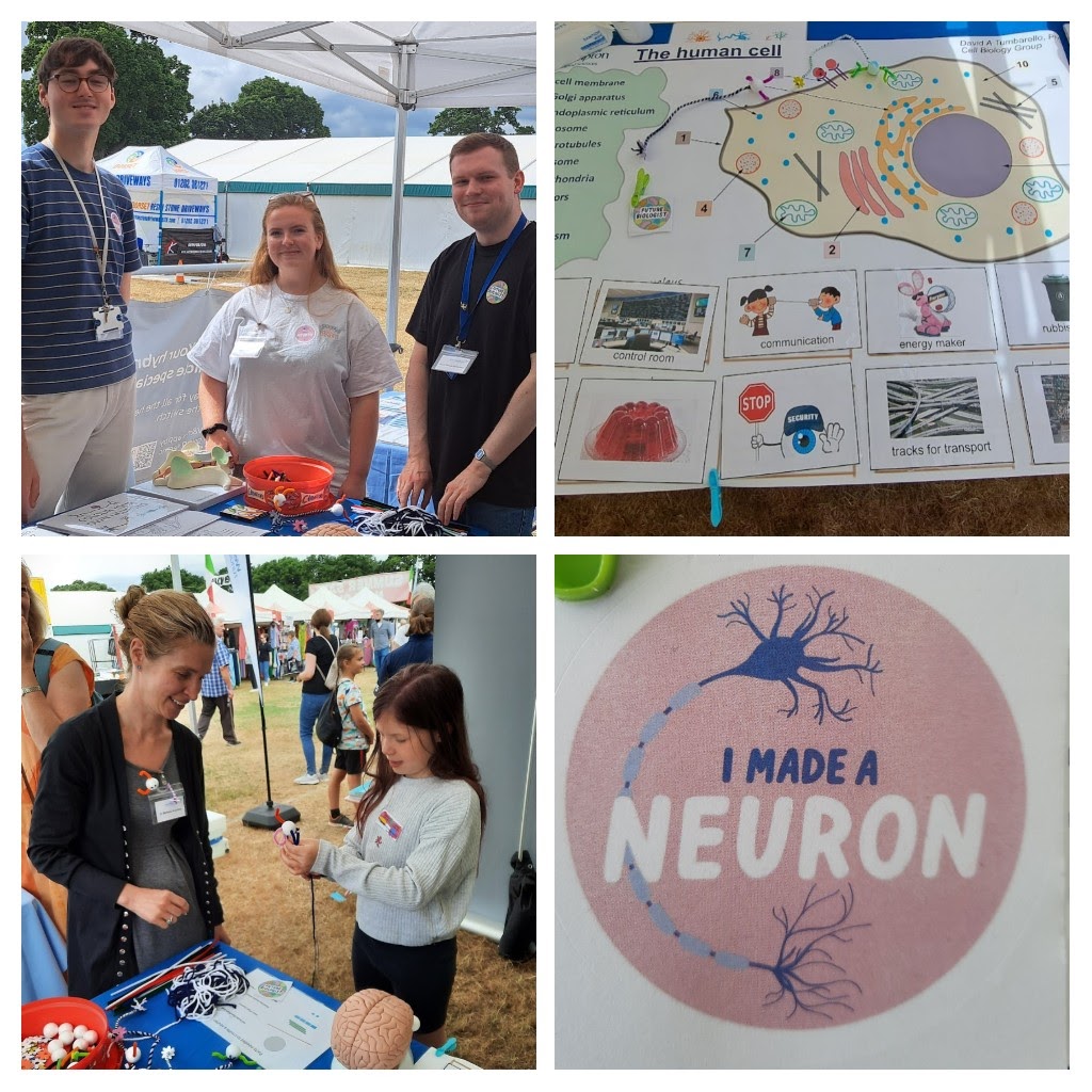 Melissa R Andrews (@melissarandrews) on Twitter photo A great day at the #NewForestShow engaging with the public about Neuroanatomy and #CellBio with the <a href="/DavidTumbarello/">David Tumbarello</a> lab and my PhD student @_ljsn #CHDSCR <a href="/sotonbiosci/">Biological Sciences</a> <a href="/unisouthampton/">University of Southampton</a> A great day at the #NewForestShow engaging with the public about Neuroanatomy and #CellBio with the <a href="/DavidTumbarello/">David Tumbarello</a> lab and my PhD student @_ljsn #CHDSCR <a href="/sotonbiosci/">Biological Sciences</a> <a href="/unisouthampton/">University of Southampton</a>