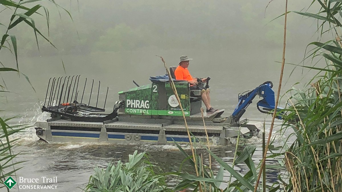 BruceTrail_BTC's tweet image. Last week, the team from the Invasive Phragmites Control Centre visited Fishers Pond Nature Reserve to begin removing  phragmites, an #invasive plant that hinders the growth of surrounding native species. This work will help increase #biodiversity in the area. #brucetrail