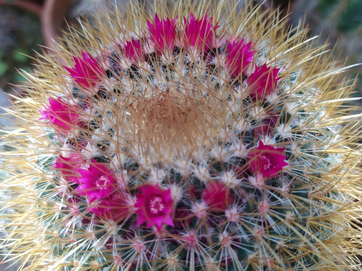 Lovely visit @BrisBotanicGdn today. #HouseplantHour #planttwitter #cacti