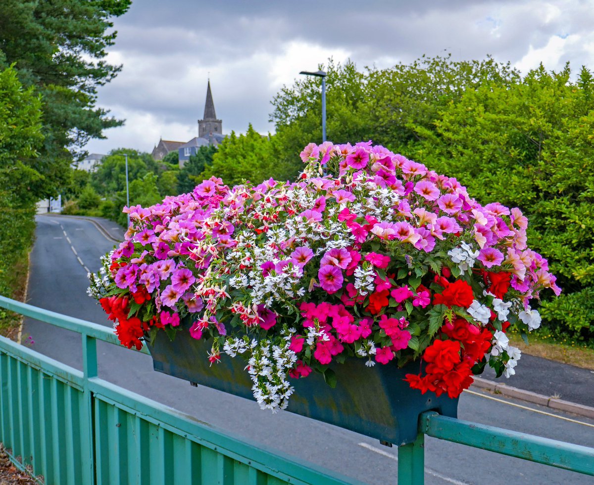 We are very pleased with this gorgeous pink petunia in the displays round town. Grown by @pottersnurseries 🌸 #bloomhour
