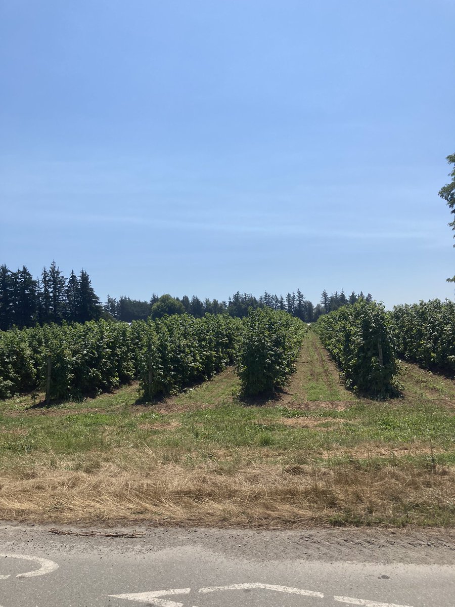 LeanderCampbell's tweet photo. Lots of raspberries are grown in the Abbotsford area. Here are some shots of them in differing stages and a harvester too.
#TwitterlessJesse in the first shot thinks we might be seeing root rot caused by last years floods expressed as dying tops #BCAg #CdnAg #cropmap22 https://t.co/q7CeuRmQ4V