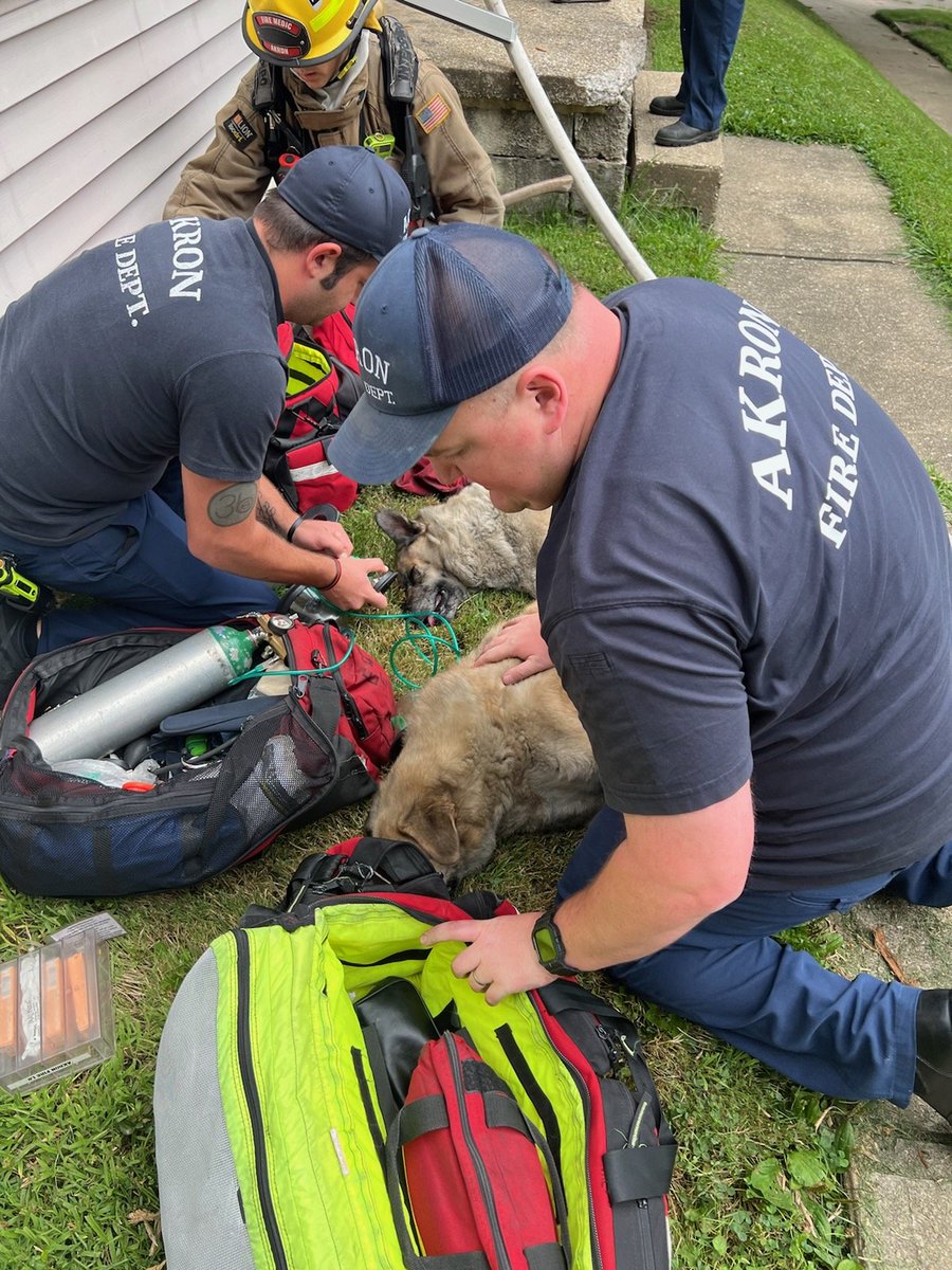 AkronFiredept's tweet photo. Akron Fire companies responded to a housefire today in Goodyear heights. Firefighters were able to rescue three dogs from the house.  Paramedics and firefighters all helped out .We are happy to say all three dogs are doing  much better.#everyoneisarescuer https://t.co/ZziaRAshE9
