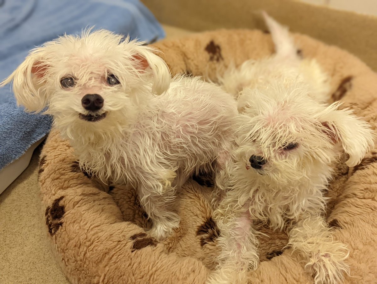 The Office of Animal Services executed a Search &amp; Seizure Warrant in Silver Spring, MD. OAS removed 7 Maltese type dogs, 2 Shepherd type dogs, &amp; 1 turtle. The dogs belonged to Carrie Seek who owned &amp; operated Pampered Poodles, a pet grooming salon &amp; commercial kennel (CONT BELOW)