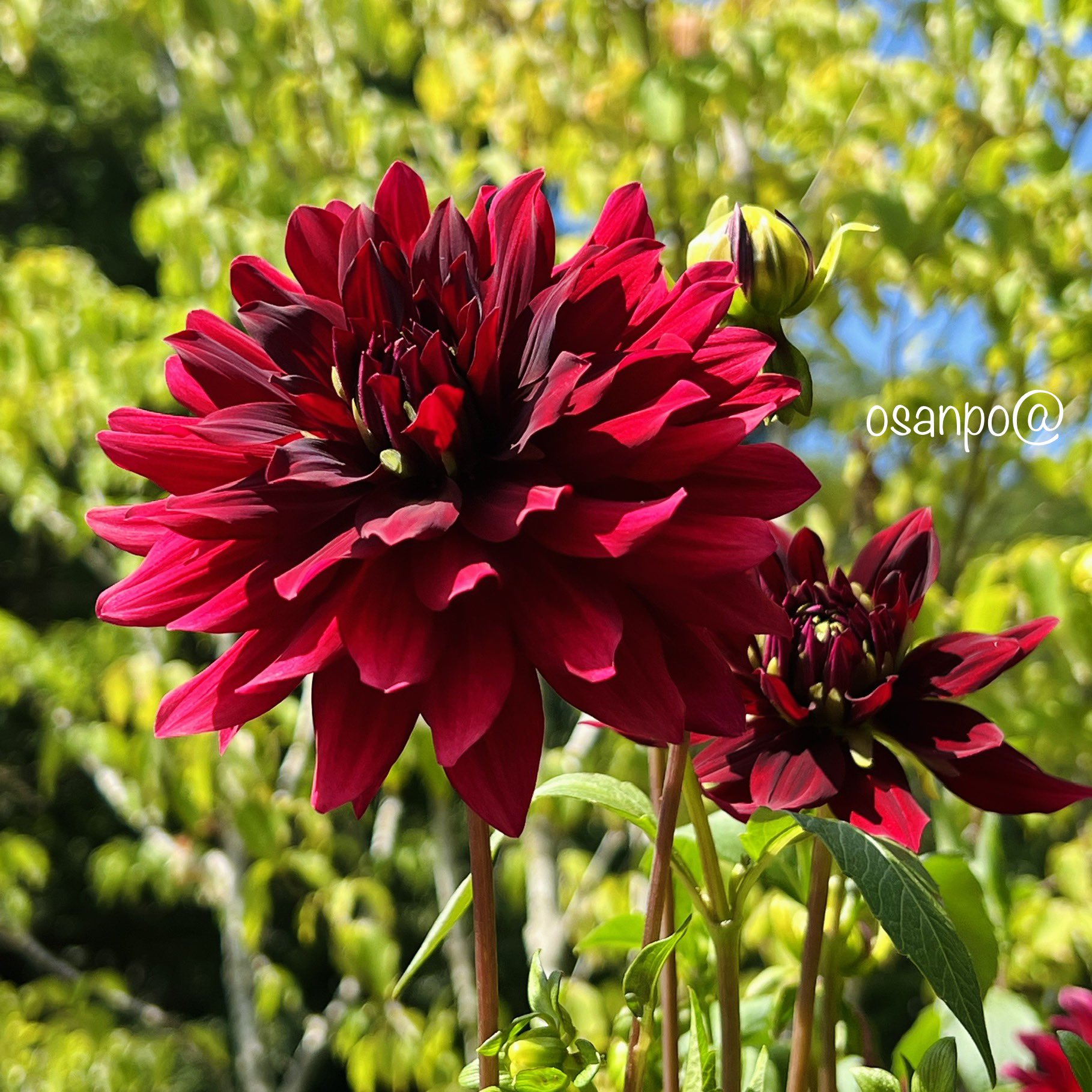 おさんぽ キリトリセカイ 花さんぽ ダリア 江戸時代後期オランダより渡来した メキシコ原産 キク科 球根植物 インドを経由して日本に入り 花姿がボタンに似ていることから 天竺牡丹 という和名が付いています 花言葉 華麗 優雅 気品