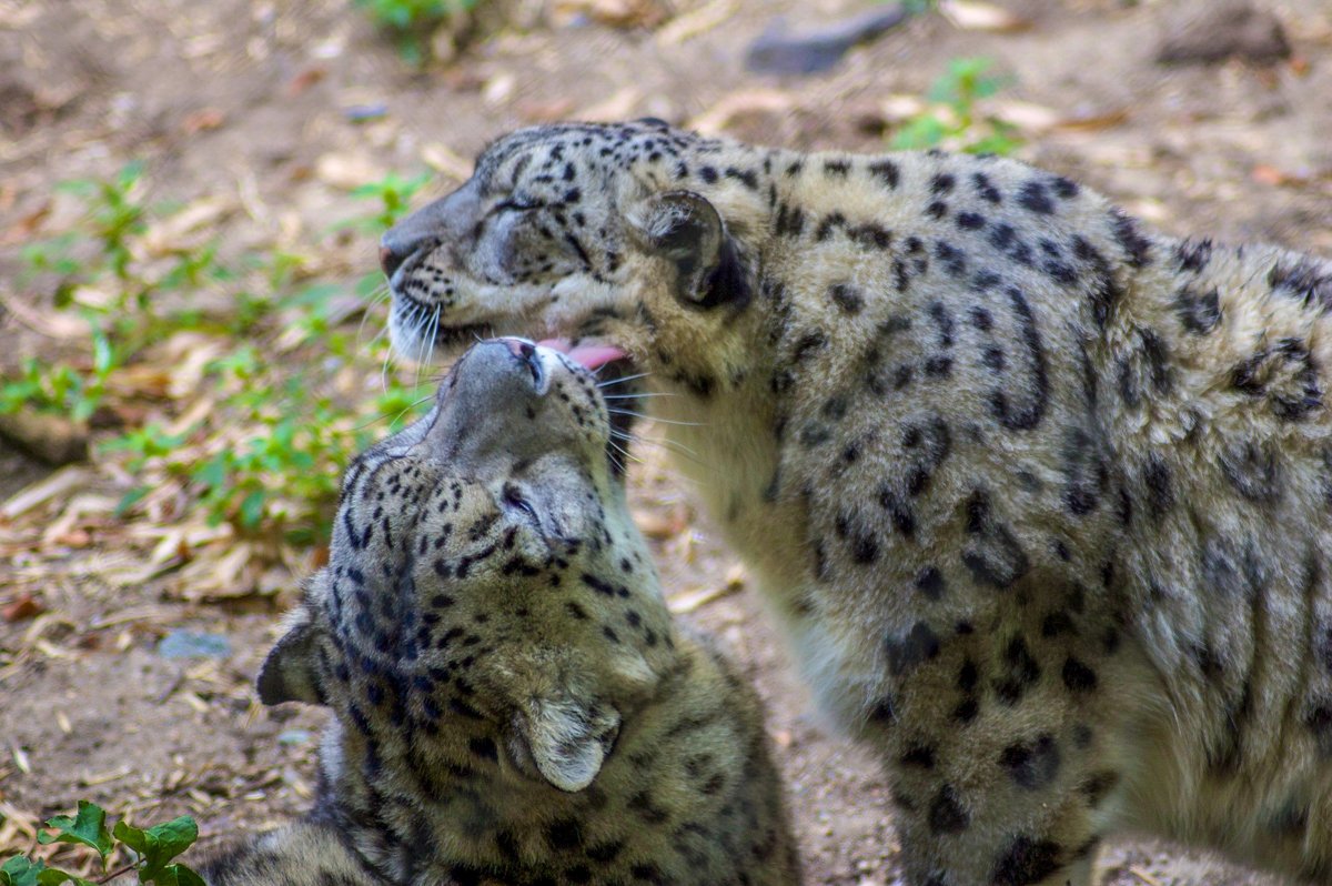 RWPZoo's tweet image. Snow leopard #bleps 😛 Happy #TongueOutTuesday, from Asha and Sabu!