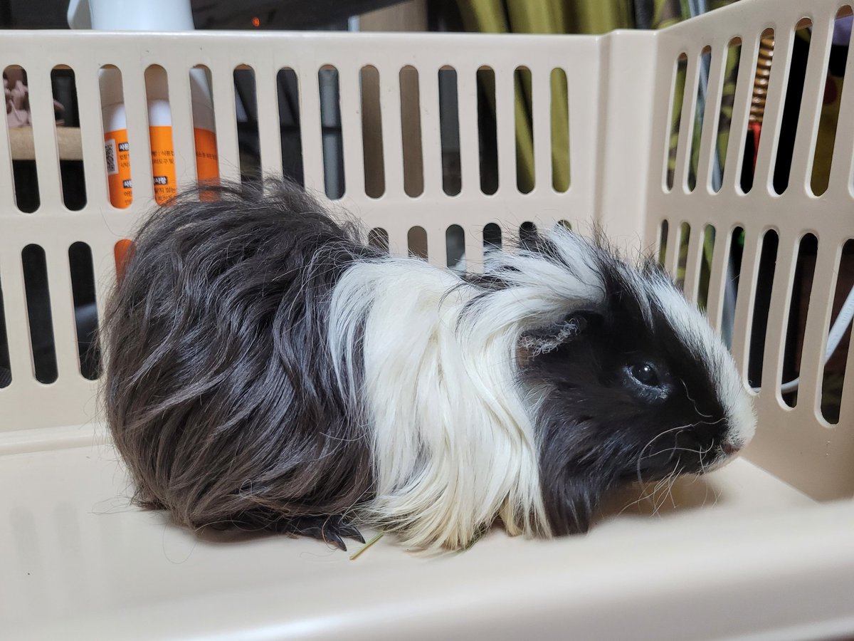 유기기니피그 애국이 임보하고 있습니당 암컷이구 5개월이내로 보여요!