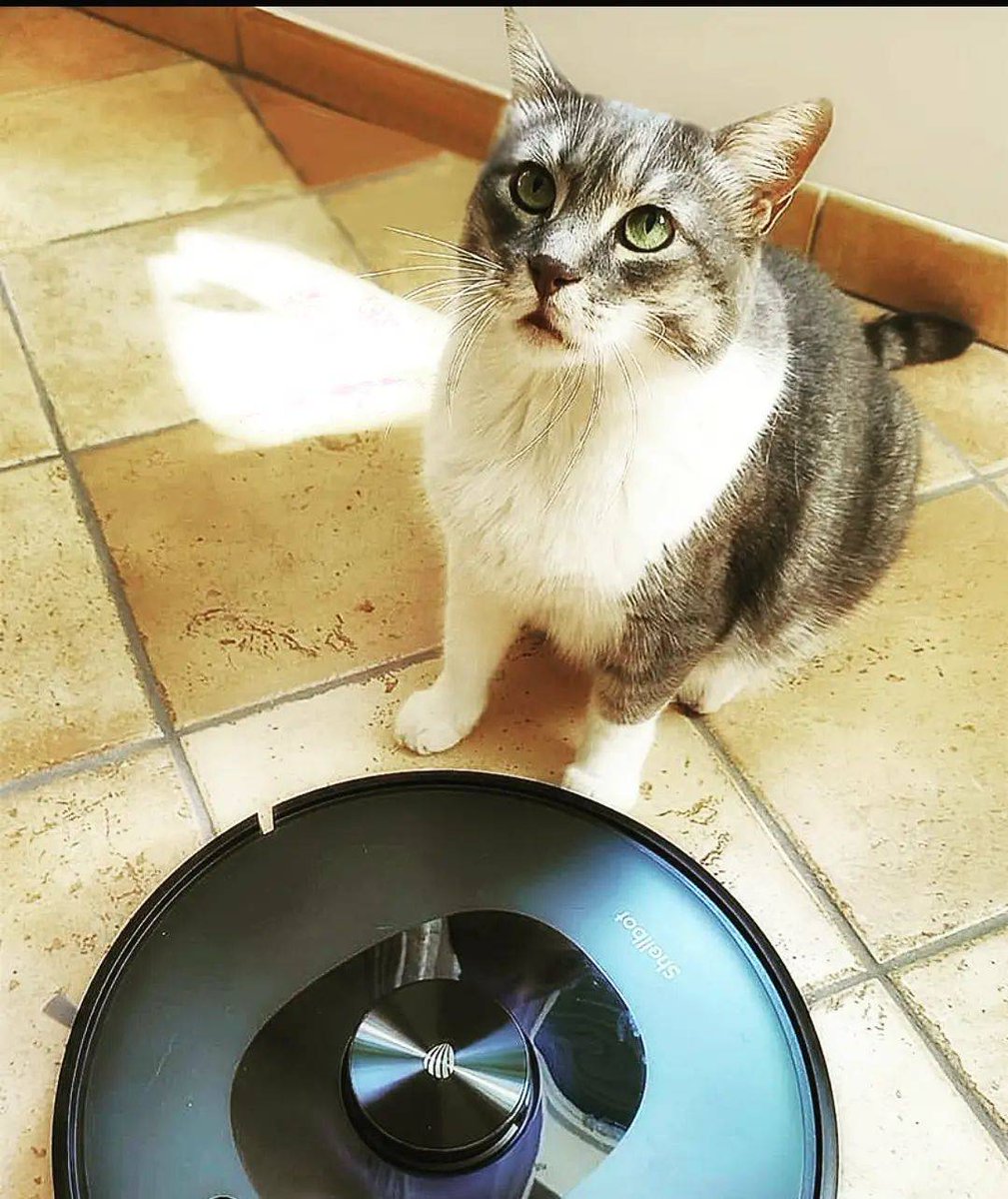 shellbottech's tweet photo. Hey hey hey, don't look at me with your innocent eyes.🐱🐾 As cute as you are, you've made a mess on the floor, now let your new friend Shellbot SL60 help you clean it!🥳
Click to know more: https://t.co/1XsY25cHrZ
#Shellbot #shellbotsl60 #robotvacuum #robotcleaner https://t.co/mdLg1id17m