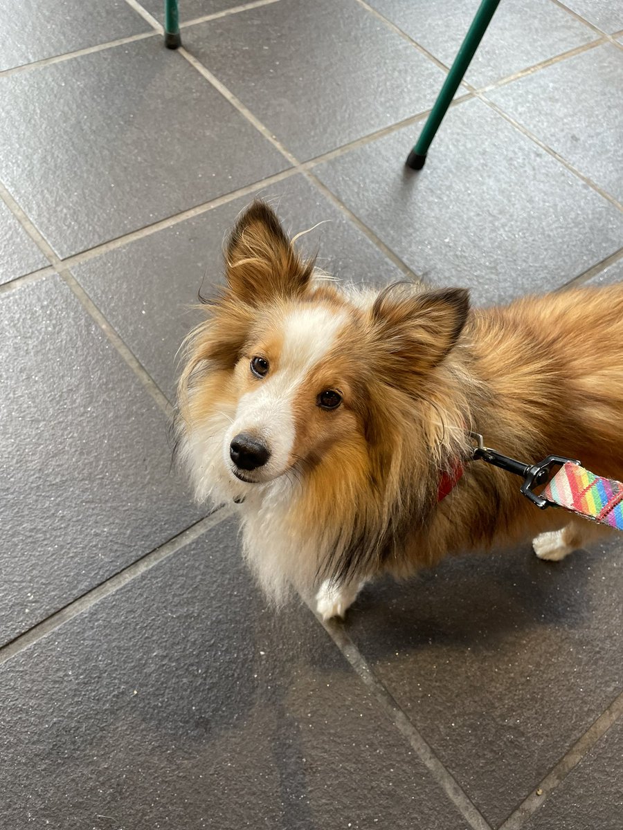 timbitpuppy (@timbitpuppy) on Twitter photo Hiiii 👋 Hiiii 👋