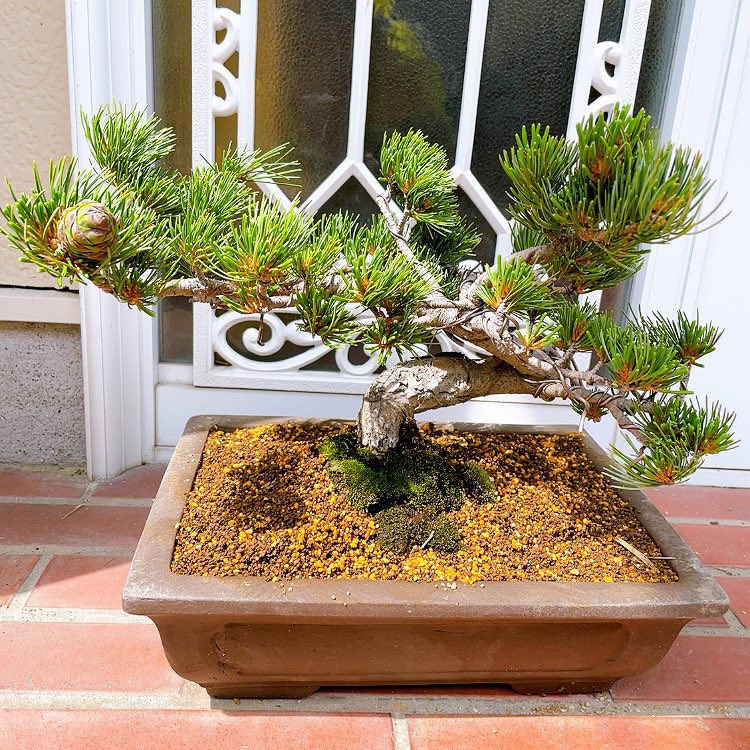 北海道十勝朝鮮五葉松　松ぼっくり箱いっぱい 北海道十勝朝鮮五葉松 松ぼっくり箱いっぱい - その他送料 無料