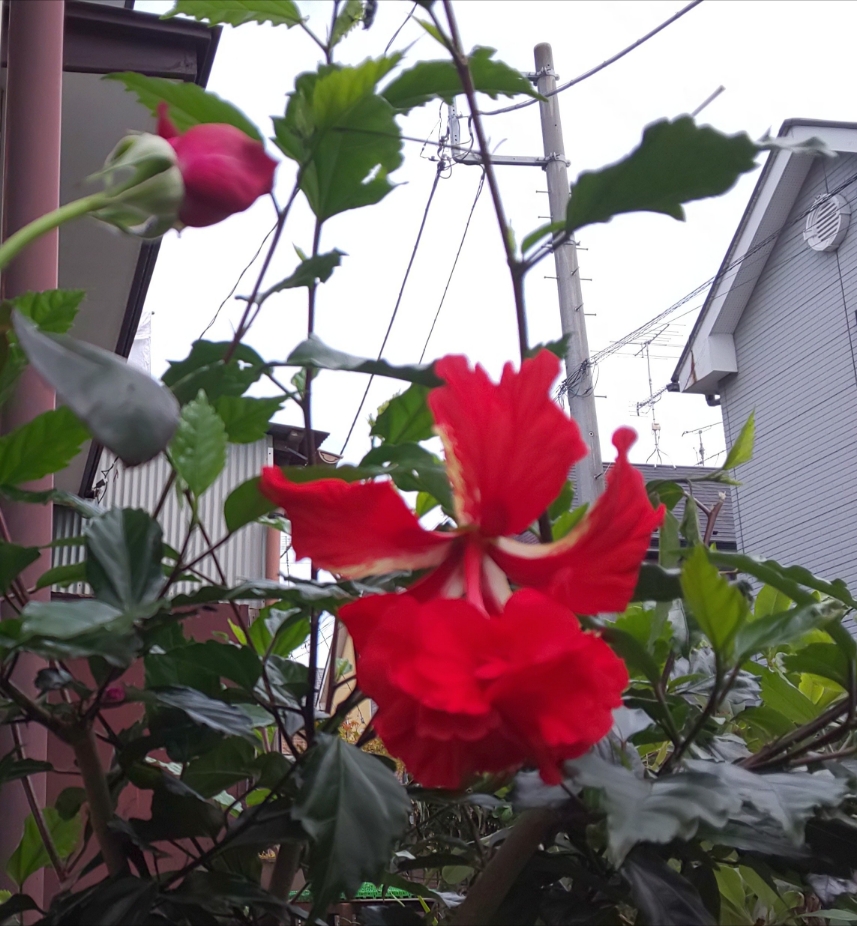 yataritomoko's tweet photo. 毎日、暑いですね!!!先日鴻巣市の花久の里に行ってきました。午前中でしたので、まだ蓮の花が見事に咲いていました。我が家は、毎日２種類のハイビスカスが色鮮やかに暑さに負けず咲いています。 https://t.co/48ZxRcvHC0