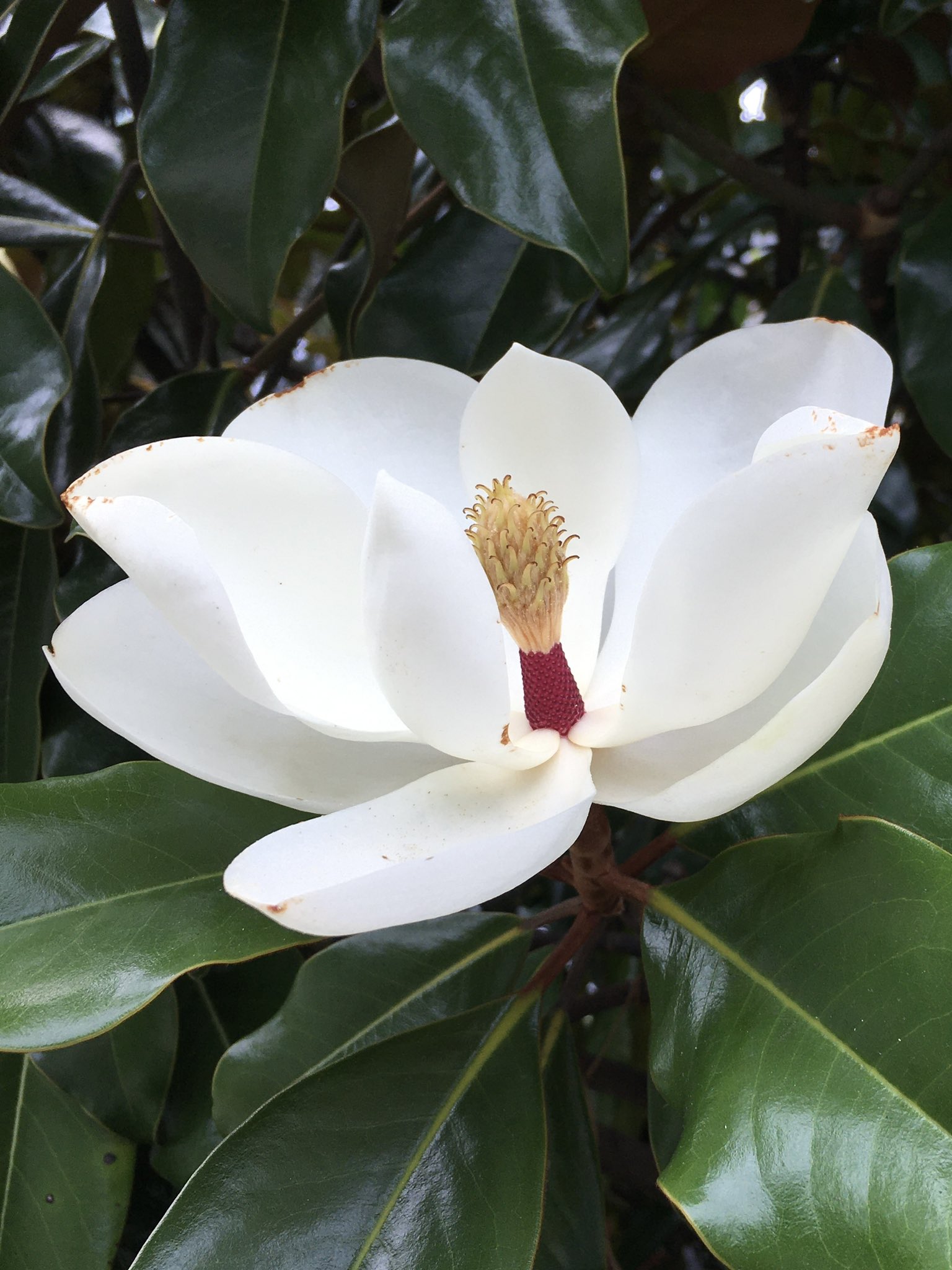 Tree Of The Day Southern Magnolia タイサンボク Flower 花 Fruit 果実 T Co 0094msvvav Twitter