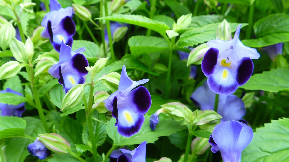 メリアルーム 土日祝いいねお休みです 今日の花 8月6日の誕生日花は トレニア 花言葉は ひらめき です この日生まれの人は 美的センスは抜群です ただ忍耐力に欠ける所があるので 飽きっぽさを抑えコツコツ進むのが成功への近道です 8