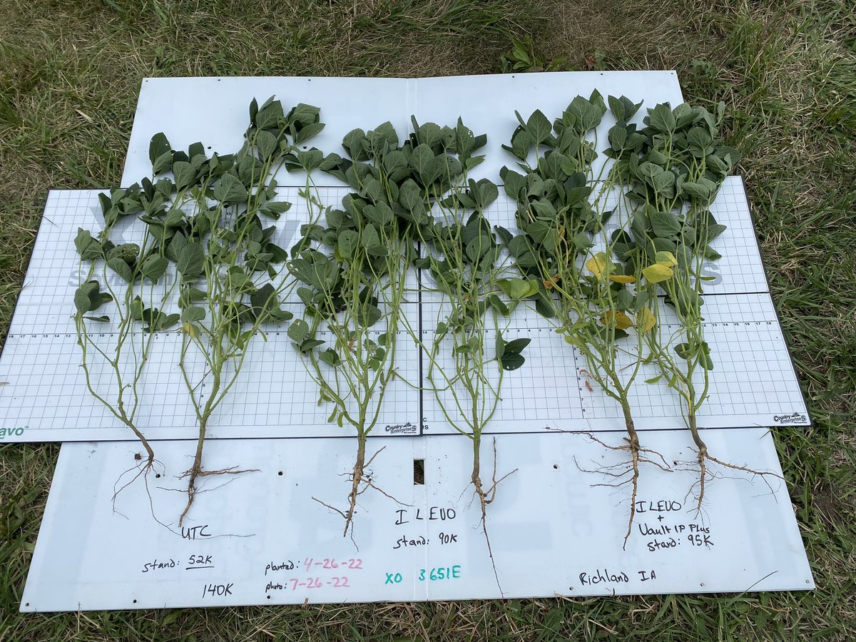 BillBackhaus's tweet photo. How did your treated or untreated soybeans do this year? Note the varied stem diameter, root health, stand count from early stress from late April #plant22 & amazing nodules for #FixingNitrogen using #VaultIPPlus. #WatchILEVOwork strutting it’s stuff too! @BASFAgProducts https://t.co/IBzFCqXeI1