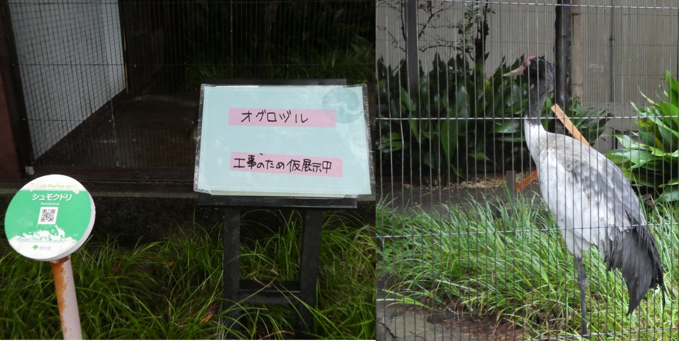 りり 22 7 15 上野動物園 ヘビクイワシ パックンチョ 手前 と姐さんは左の部屋に一時退避で 同居部屋改修みたい オグロヅル 入れる前には分からなかった不具合が出たのかな 玉突きで オグロ シュモクドリ部屋 シュモクドリ ホオアカトキと同居