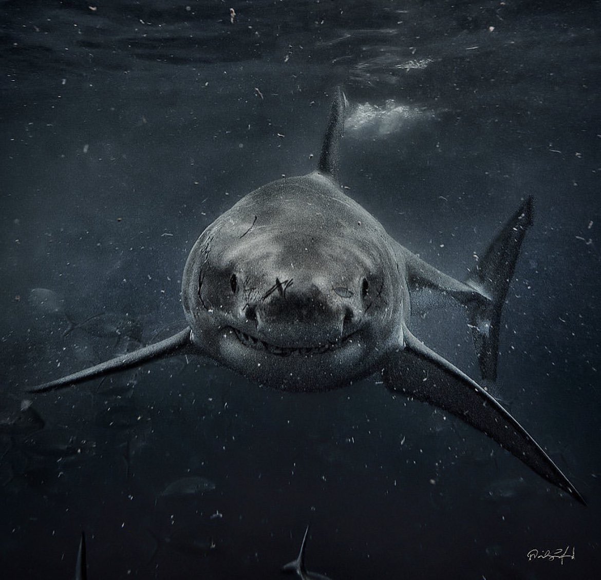 kodey_5's tweet photo. Shark Week is the best week😈🦈 https://t.co/i4MwhYjTfH