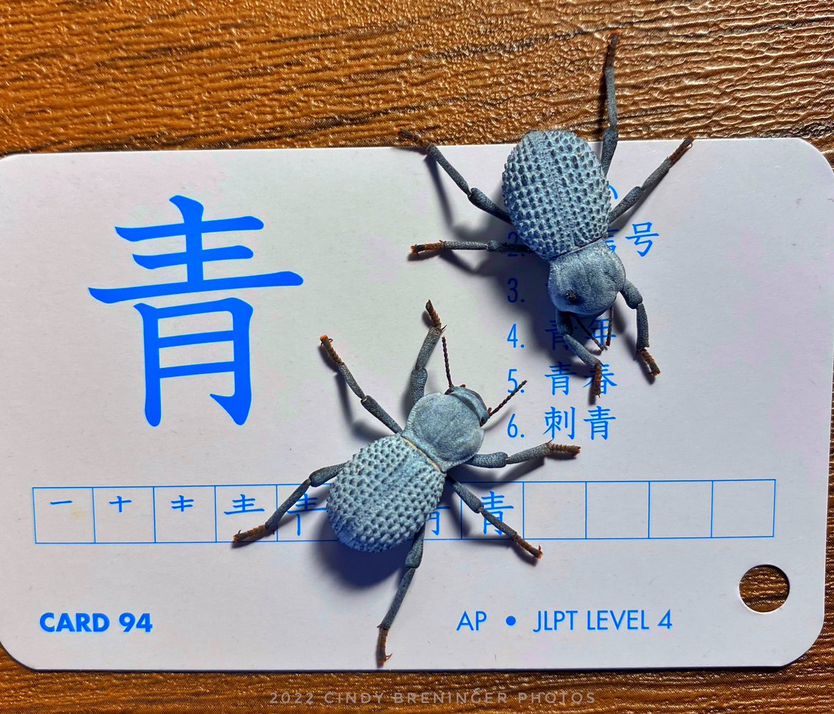 cindy_photos's tweet photo. Jake and Elwood demonstrating the color blue in Japanese from my flashcards. #insectsphotography #InsectThursday #bluesbrothers #bdfb #photography #photographylovers #japanese #languagelearning #blue https://t.co/db029GlUaN