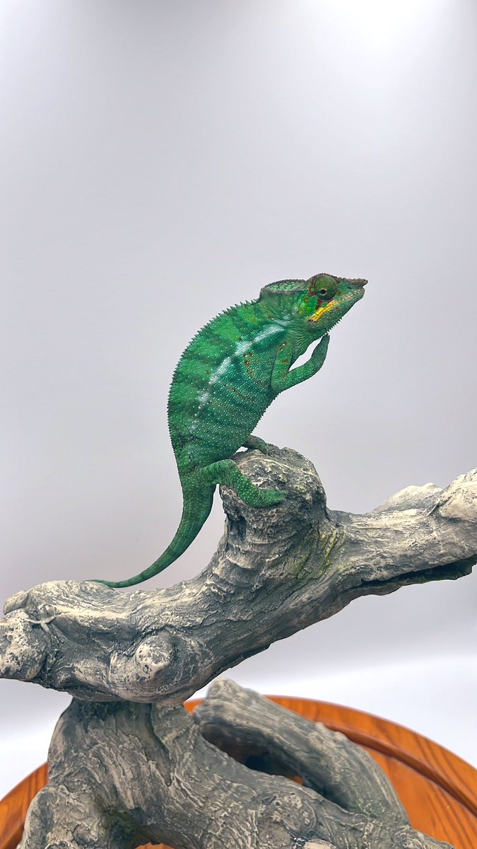 chamscan's tweet photo. Man it’s been a while! Wondering who is still reading my tweets? Here’s a pic of one of our last imports. #nosybe #pantherchameleon https://t.co/OaNTvB68Tv