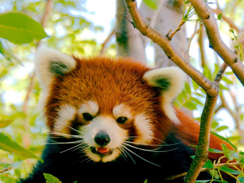 RedPandaEveryHr's tweet photo. https://t.co/sZwsMgJSXa