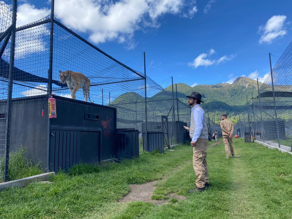 FillatNapo's tweet photo. Cada día estoy más orgulloso del equipo que tenemos en @CEPANAF @zacangoedomex @AmbienteEdomex #edomex ,en verdad que el compromiso que tienen con la fauna es directamente proporcional a sus talentos y capacidades @arturooislas cuidaremos de los felinos que hoy sacamos de #BJWT https://t.co/X2txocHOn5