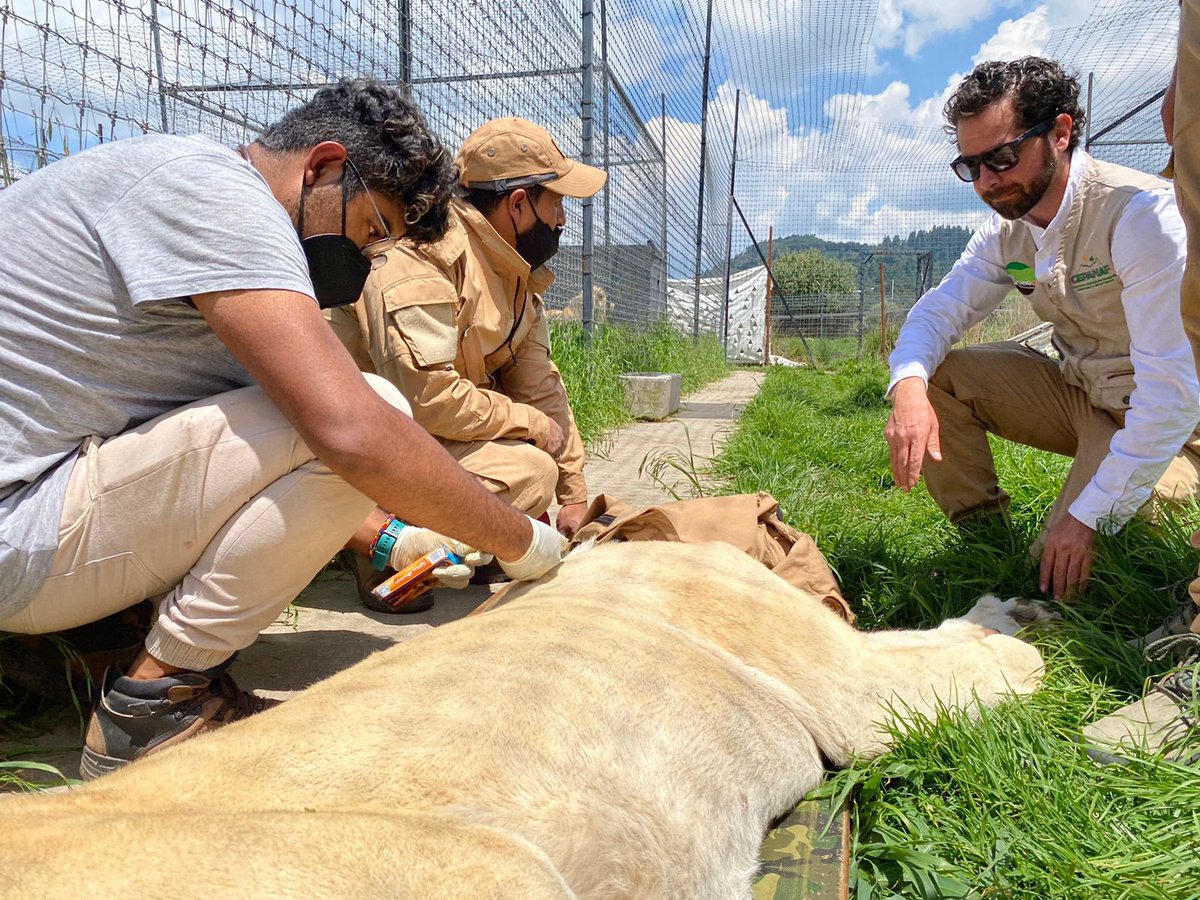 FillatNapo's tweet photo. Cada día estoy más orgulloso del equipo que tenemos en @CEPANAF @zacangoedomex @AmbienteEdomex #edomex ,en verdad que el compromiso que tienen con la fauna es directamente proporcional a sus talentos y capacidades @arturooislas cuidaremos de los felinos que hoy sacamos de #BJWT https://t.co/X2txocHOn5