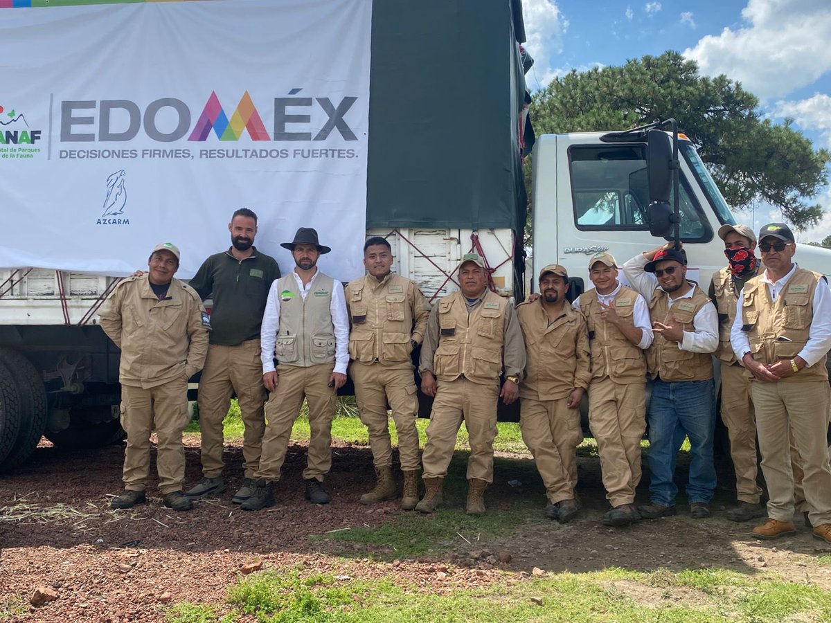 FillatNapo's tweet photo. Cada día estoy más orgulloso del equipo que tenemos en @CEPANAF @zacangoedomex @AmbienteEdomex #edomex ,en verdad que el compromiso que tienen con la fauna es directamente proporcional a sus talentos y capacidades @arturooislas cuidaremos de los felinos que hoy sacamos de #BJWT https://t.co/X2txocHOn5