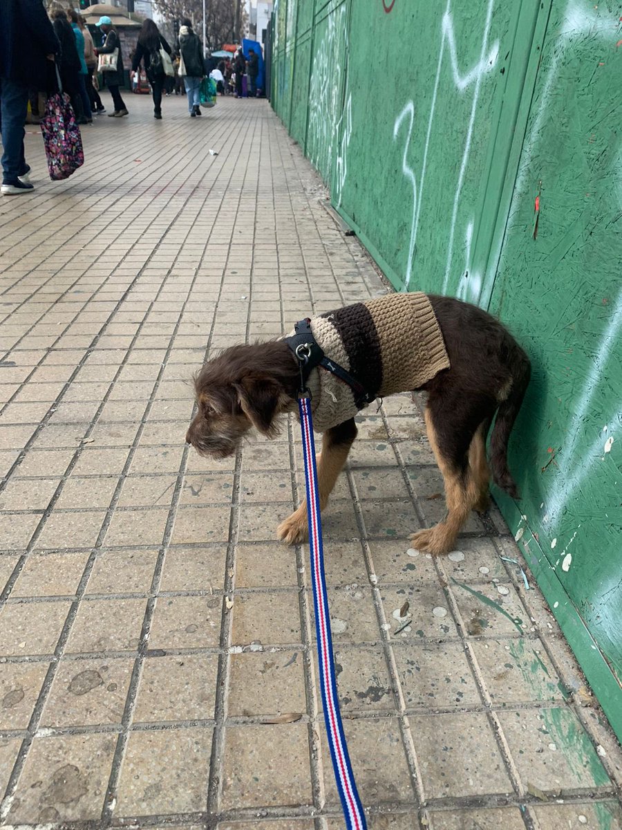 urrutia_sonia's tweet photo. Cachorro rescatado, lo dejaron amarrado en la calle😰 busca familia, 3 meses App, será mediano a grande 56 9 9670 6359 https://t.co/Rjzipgn2ED