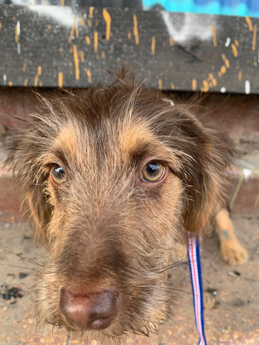 urrutia_sonia's tweet photo. Cachorro rescatado, lo dejaron amarrado en la calle😰 busca familia, 3 meses App, será mediano a grande 56 9 9670 6359 https://t.co/Rjzipgn2ED